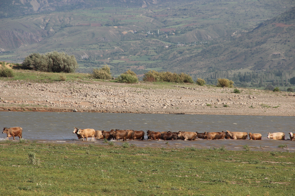 Kılıçkaya Barajı alarm veriyor! Yaşanan kuraklık sebebiyle adeta hayvanlara mera oldu - Sayfa 7