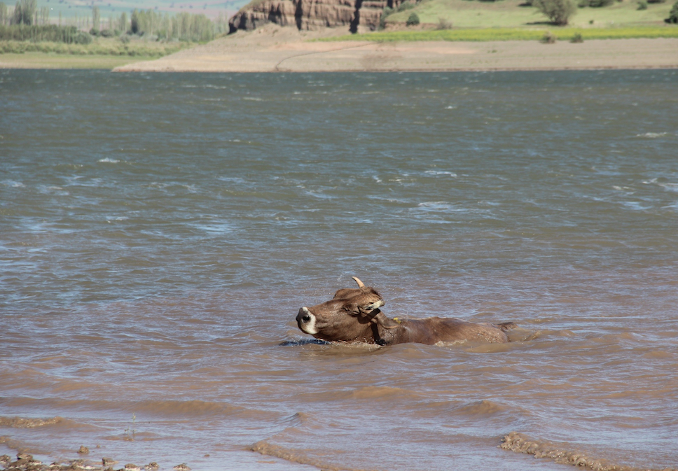 Kılıçkaya Barajı alarm veriyor! Yaşanan kuraklık sebebiyle adeta hayvanlara mera oldu - Sayfa 5