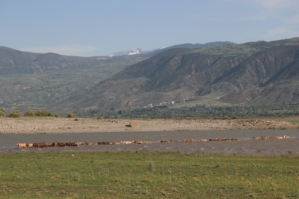 Kılıçkaya Barajı alarm veriyor! Yaşanan kuraklık sebebiyle adeta hayvanlara mera oldu - Sayfa 8