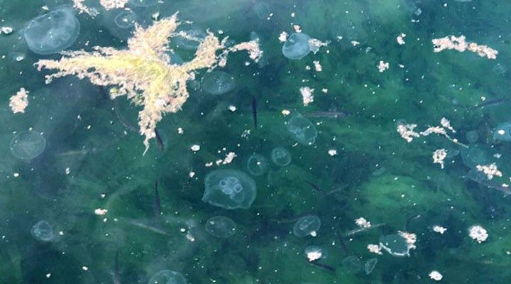 "Marmara obez oldu şeker komasına girdi" - Sayfa 12