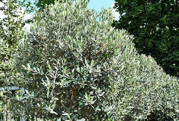 66 yaşındaki Atike teyzenin hukuk mücadelesi: Yıllar sonra kazandı... - Sayfa 8