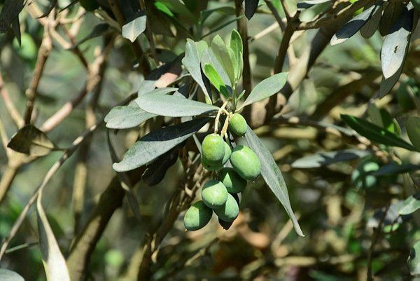 66 yaşındaki Atike teyzenin hukuk mücadelesi: Yıllar sonra kazandı... - Sayfa 5