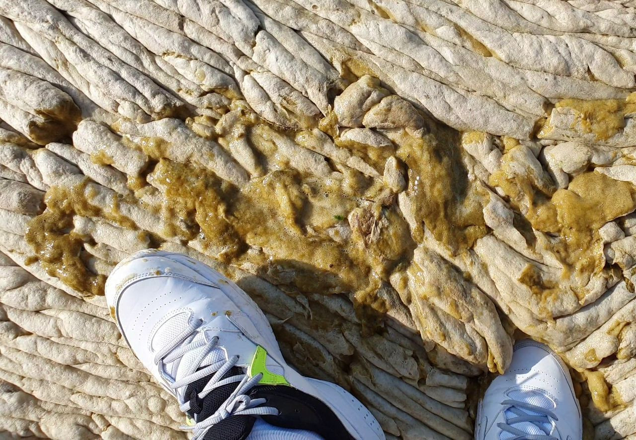 Marmara'yı boğan müsilajın yoğunluğu korkunç düzeyde! - Sayfa 5