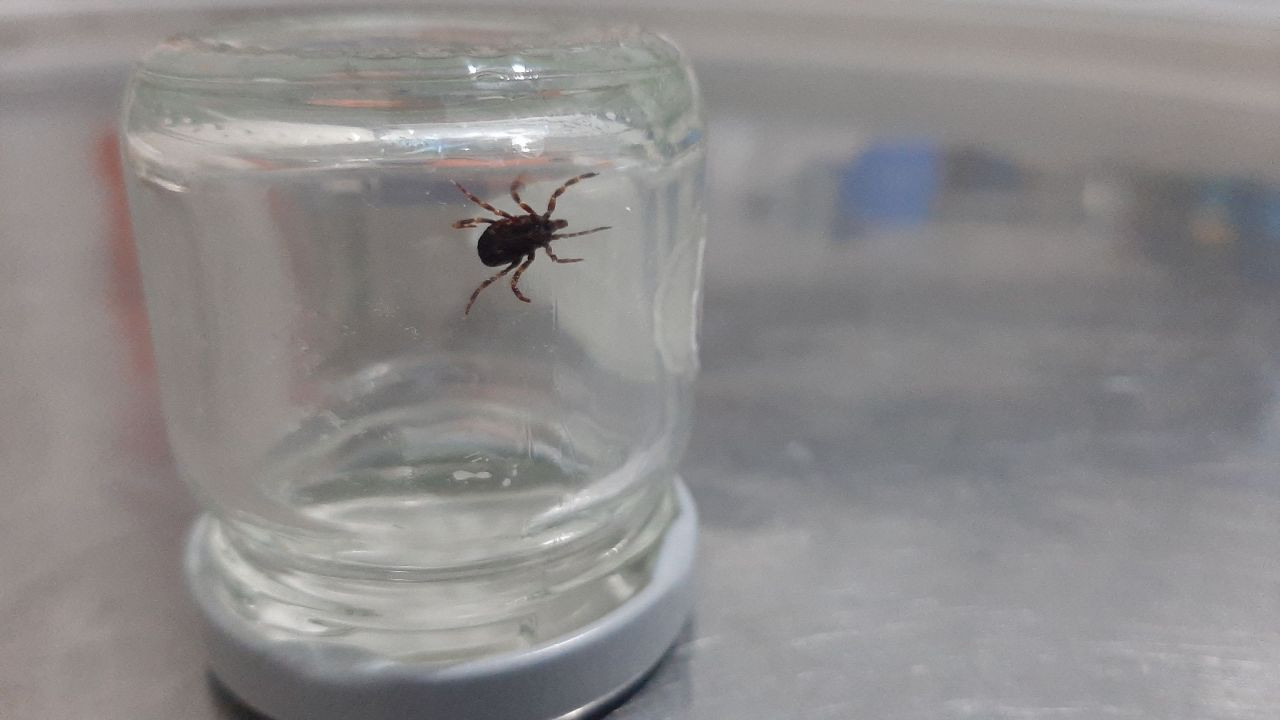 Bunu sakın yapmayın! Kene ısırıklarında hayati önem taşıyor - Sayfa 12