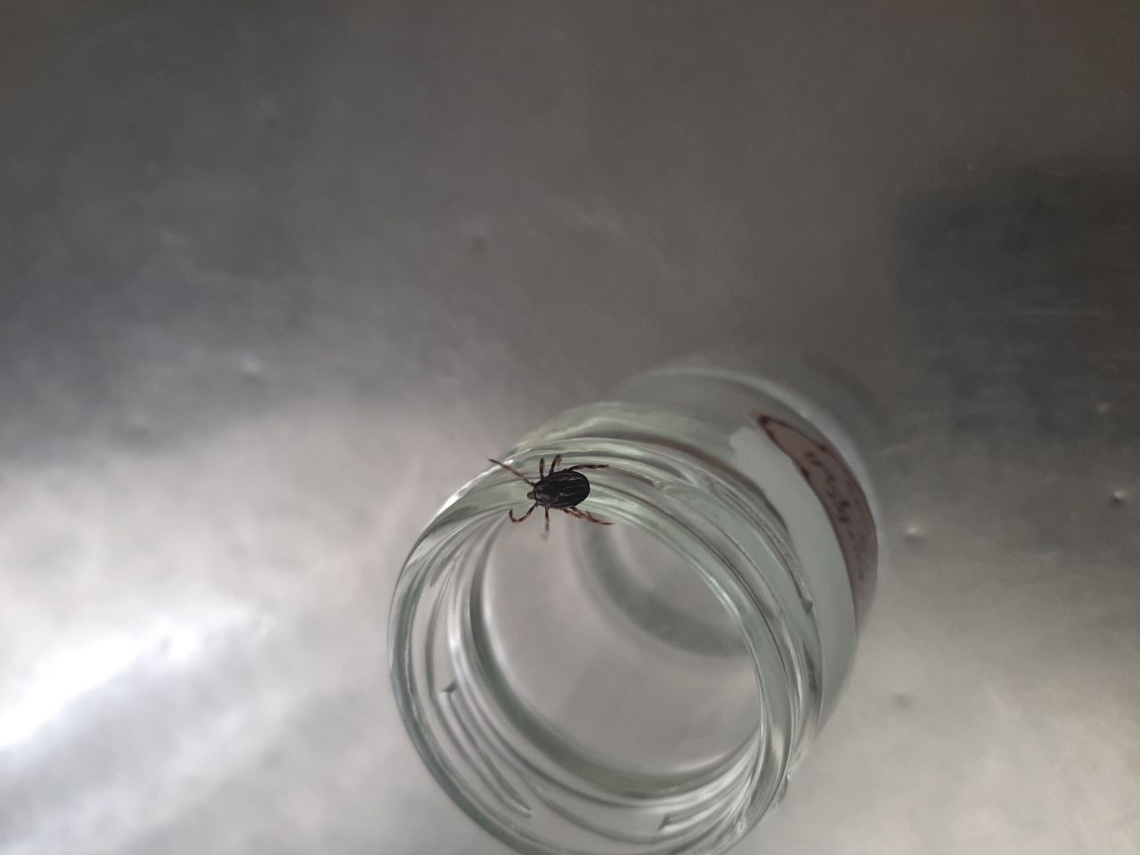 Bunu sakın yapmayın! Kene ısırıklarında hayati önem taşıyor - Sayfa 11