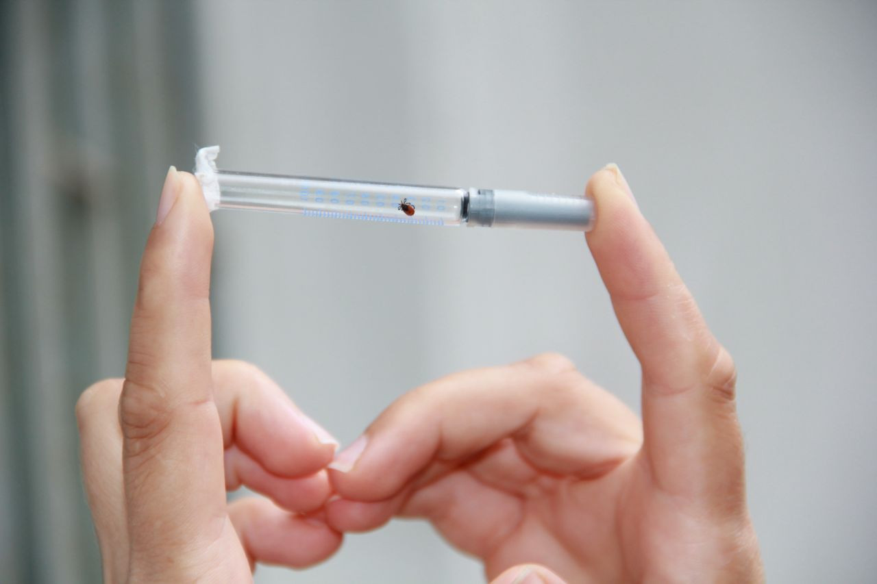 Bunu sakın yapmayın! Kene ısırıklarında hayati önem taşıyor - Sayfa 14