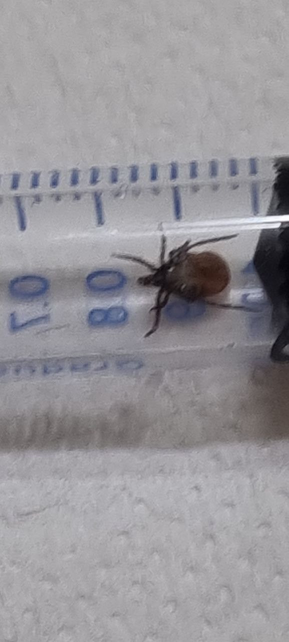 Bunu sakın yapmayın! Kene ısırıklarında hayati önem taşıyor - Sayfa 15