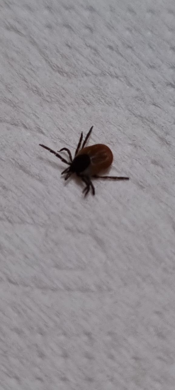 Bunu sakın yapmayın! Kene ısırıklarında hayati önem taşıyor - Sayfa 16