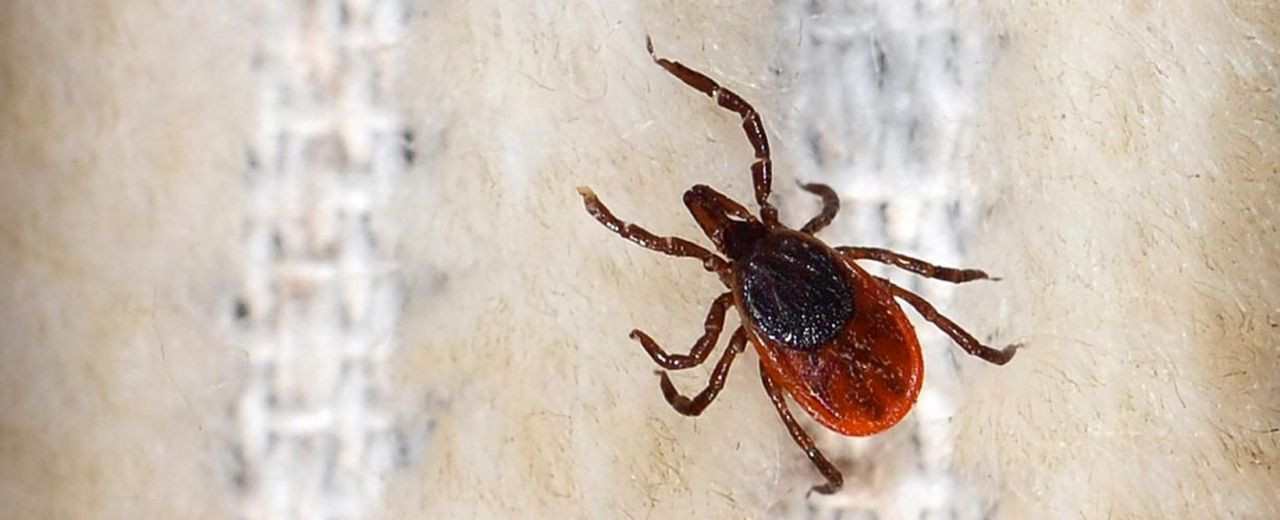 Bunu sakın yapmayın! Kene ısırıklarında hayati önem taşıyor - Sayfa 8