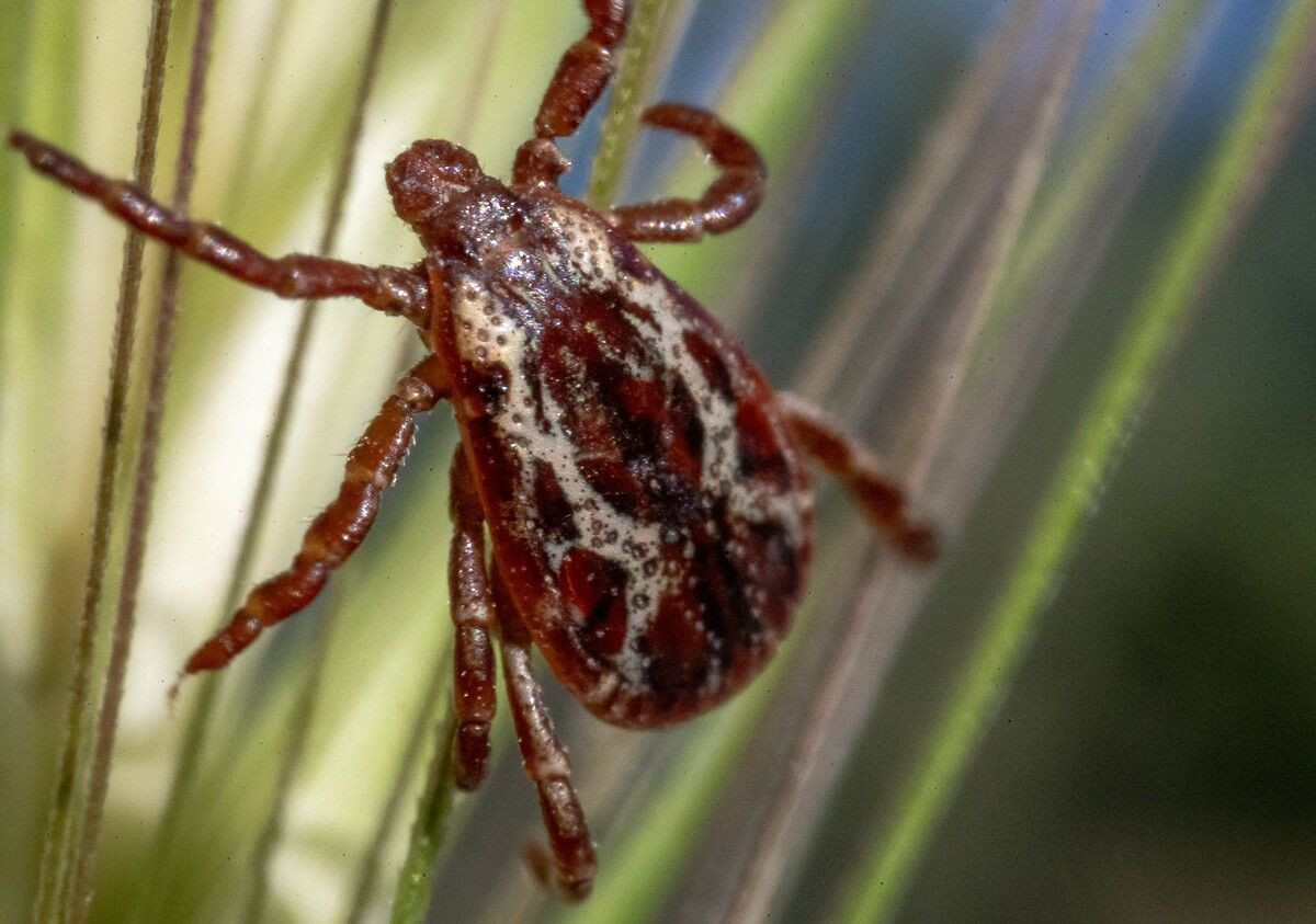 Bunu sakın yapmayın! Kene ısırıklarında hayati önem taşıyor - Sayfa 17
