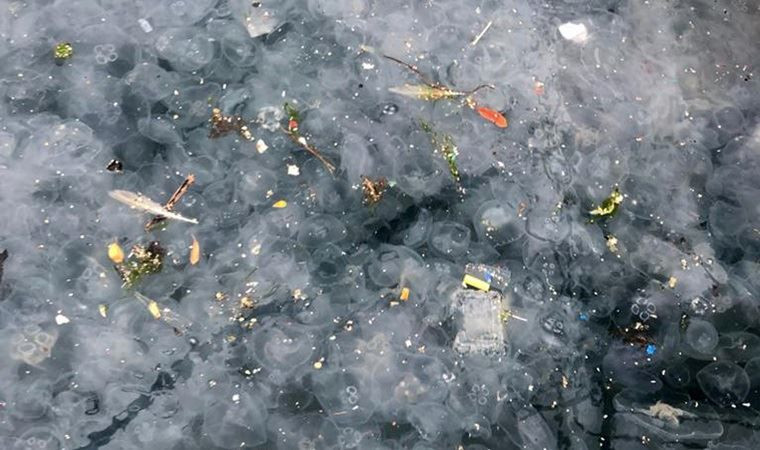 Deniz salyası faciası giderek büyüyor! Tatilcilere korkutan uyarı... - Sayfa 7