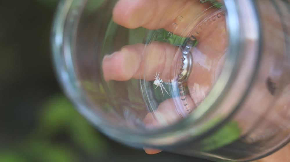 Görenler hayrete düşüyor: Nadir bulunan insan yüzlü örümcek Denizli'de çıktı! - Sayfa 6