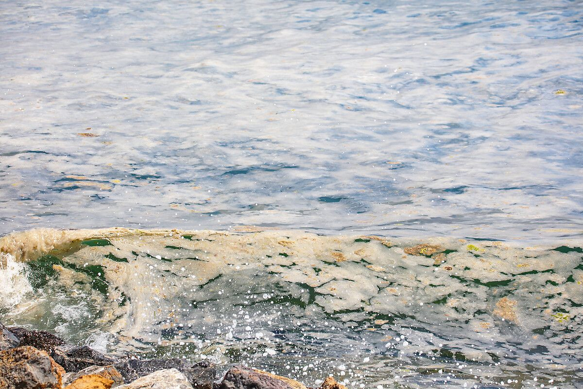 Deniz salyasıyla ilgili şoke eden adım: Yaralar için krem yapılacak! - Sayfa 5