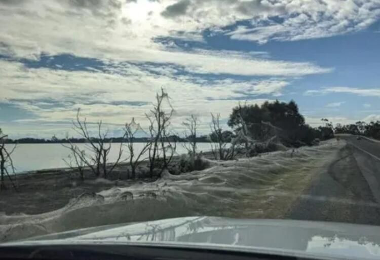 Fare istilası bitmeyen ülkede yeni kabus: Her yeri örümcek ağları sardı! - Sayfa 5
