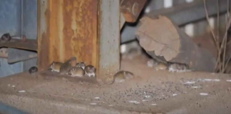 Fare istilası bitmeyen ülkede yeni kabus: Her yeri örümcek ağları sardı! - Sayfa 20