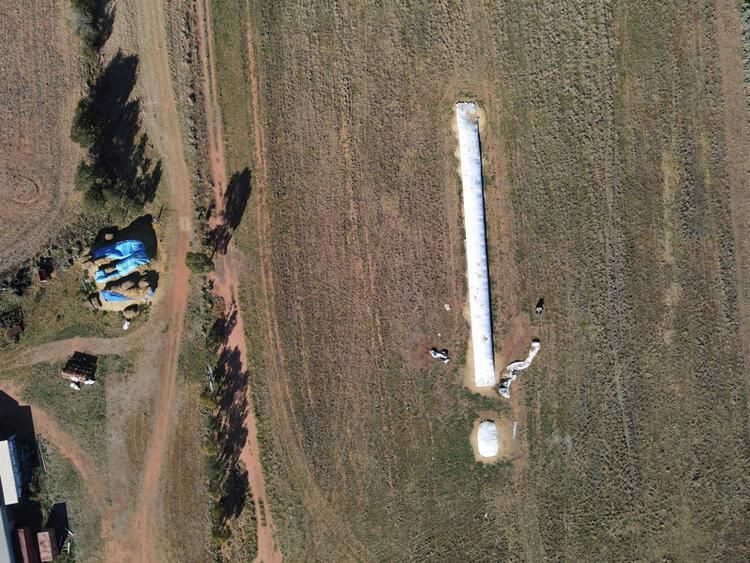 Fare istilası bitmeyen ülkede yeni kabus: Her yeri örümcek ağları sardı! - Sayfa 17