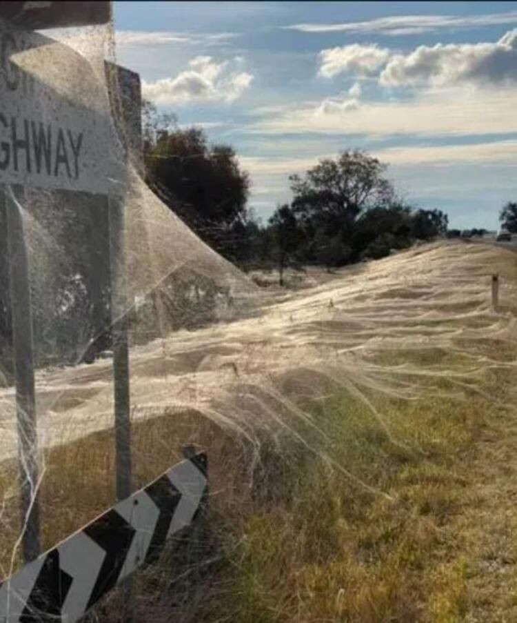 Fare istilası bitmeyen ülkede yeni kabus: Her yeri örümcek ağları sardı! - Sayfa 8