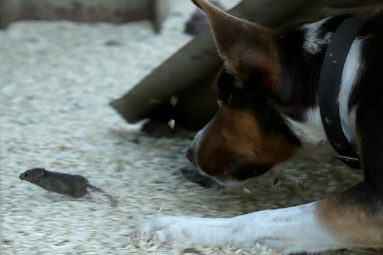 Fare istilası bitmeyen ülkede yeni kabus: Her yeri örümcek ağları sardı! - Sayfa 9
