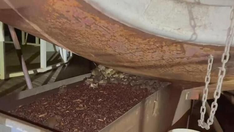 Fare istilası bitmeyen ülkede yeni kabus: Her yeri örümcek ağları sardı! - Sayfa 7