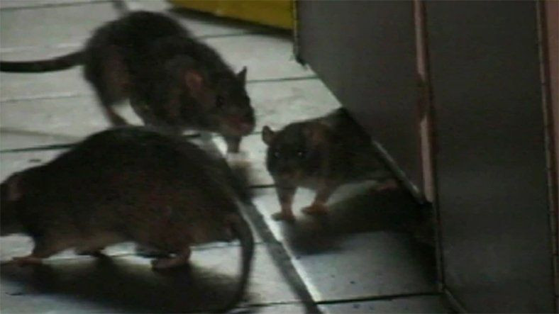 Fare istilası bitmeyen ülkede yeni kabus: Her yeri örümcek ağları sardı! - Sayfa 18