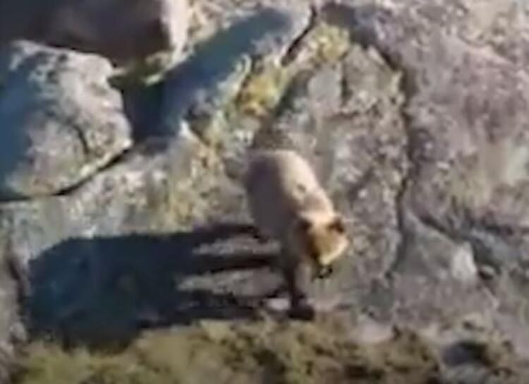 Dünya bu olayı konuşuyor: Ayı, 16 yaşındaki çocuğu canlı canlı yedi! - Sayfa 6