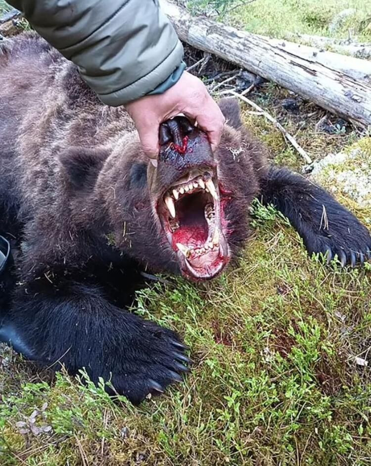 Dünya bu olayı konuşuyor: Ayı, 16 yaşındaki çocuğu canlı canlı yedi! - Sayfa 13