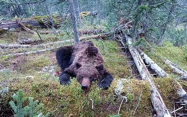Dünya bu olayı konuşuyor: Ayı, 16 yaşındaki çocuğu canlı canlı yedi! - Sayfa 12
