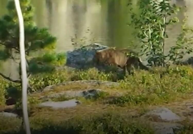 Dünya bu olayı konuşuyor: Ayı, 16 yaşındaki çocuğu canlı canlı yedi! - Sayfa 10