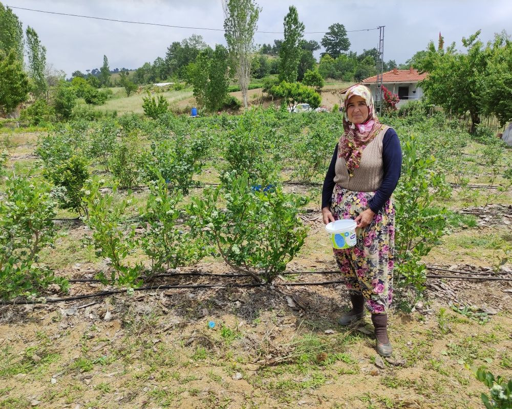 Nadir bulunan yaban mersini yetiştirdi, kilosunu 100 liradan satıyor - Sayfa 11