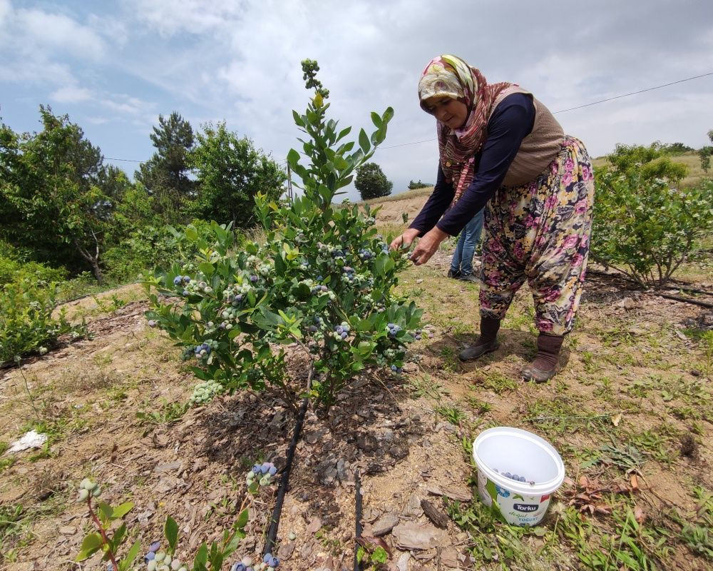 Nadir bulunan yaban mersini yetiştirdi, kilosunu 100 liradan satıyor - Sayfa 8