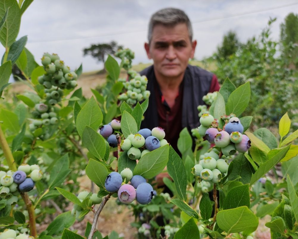 Nadir bulunan yaban mersini yetiştirdi, kilosunu 100 liradan satıyor - Sayfa 5