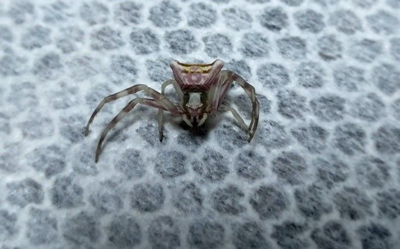 İnsan yüzlü örümcek (thomisus onustus) Türkiye’de 8. kez ortaya çıktı - Sayfa 15