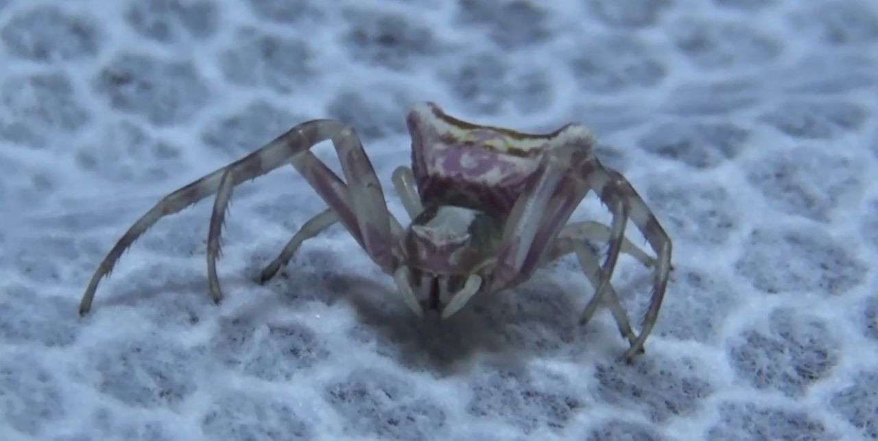 İnsan yüzlü örümcek (thomisus onustus) Türkiye’de 8. kez ortaya çıktı - Sayfa 14