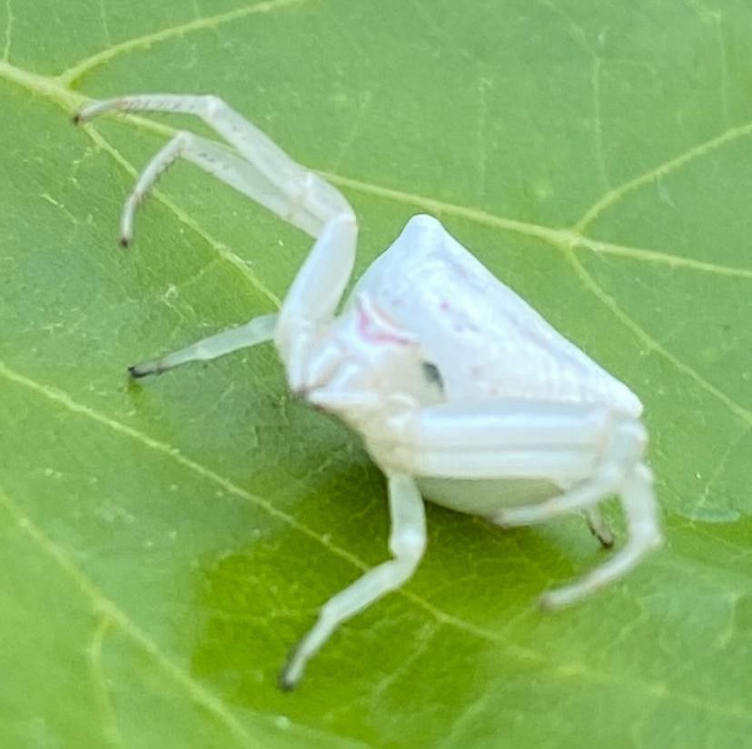 İnsan yüzlü örümcek (thomisus onustus) Türkiye’de 8. kez ortaya çıktı - Sayfa 18