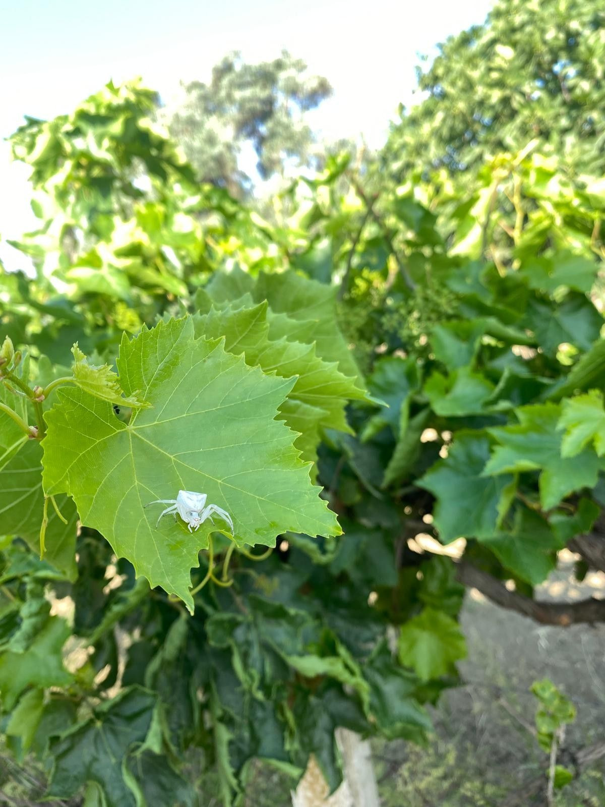 İnsan yüzlü örümcek (thomisus onustus) Türkiye’de 8. kez ortaya çıktı - Sayfa 7