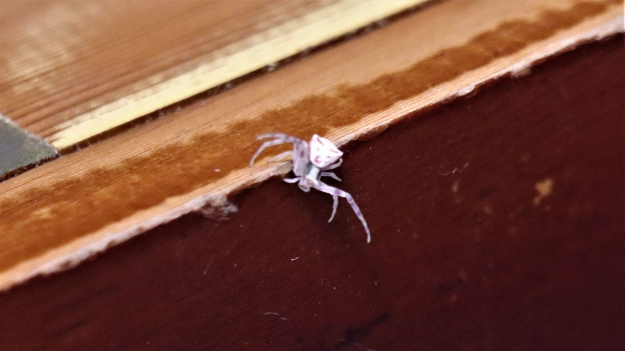 İnsan yüzlü örümcek (thomisus onustus) Türkiye’de 8. kez ortaya çıktı - Sayfa 21