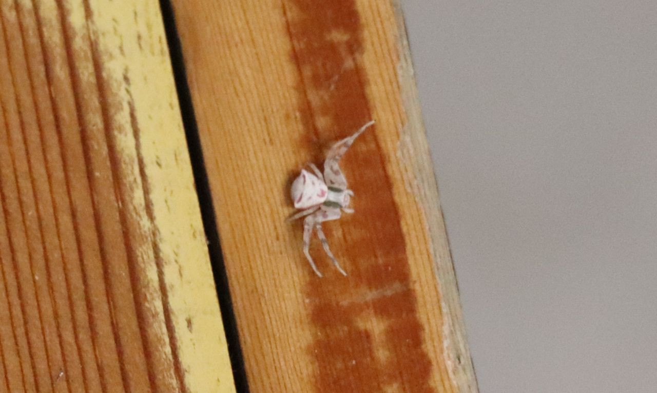 İnsan yüzlü örümcek (thomisus onustus) Türkiye’de 8. kez ortaya çıktı - Sayfa 20