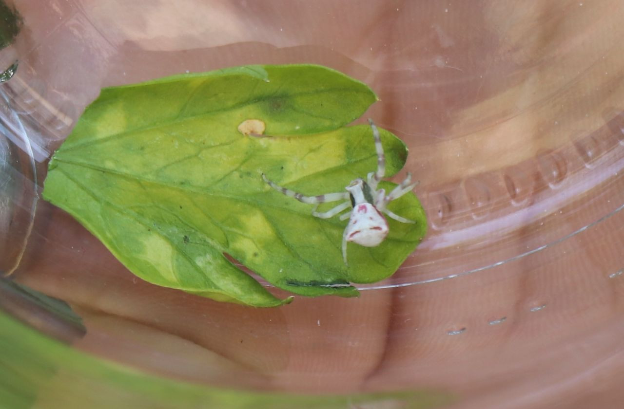 İnsan yüzlü örümcek (thomisus onustus) Türkiye’de 8. kez ortaya çıktı - Sayfa 25