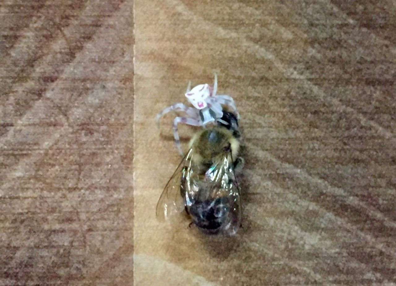 İnsan yüzlü örümcek (thomisus onustus) Türkiye’de 8. kez ortaya çıktı - Sayfa 24