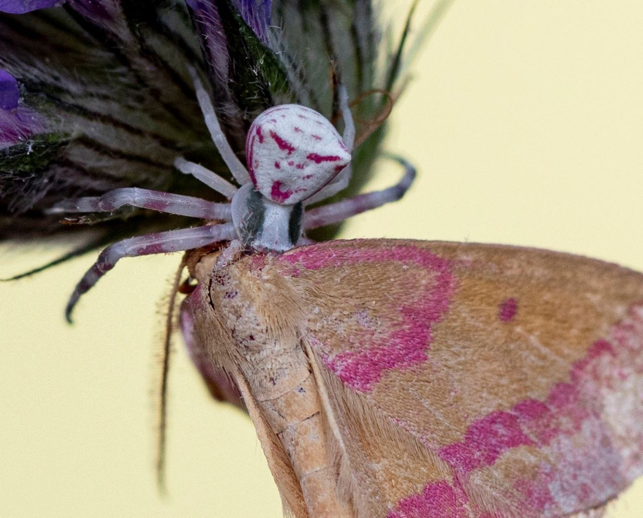 İnsan yüzlü örümcek (thomisus onustus) Türkiye’de 8. kez ortaya çıktı - Sayfa 26