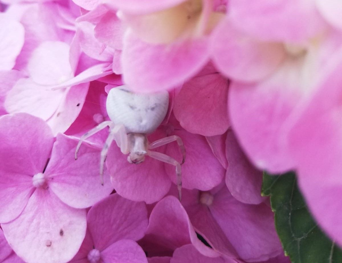İnsan yüzlü örümcek (thomisus onustus) Türkiye’de 8. kez ortaya çıktı - Sayfa 30