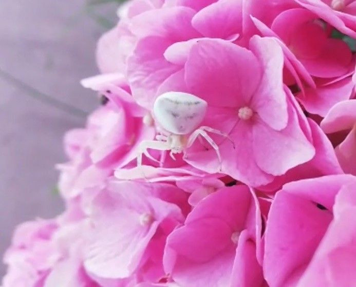 İnsan yüzlü örümcek (thomisus onustus) Türkiye’de 8. kez ortaya çıktı - Sayfa 29