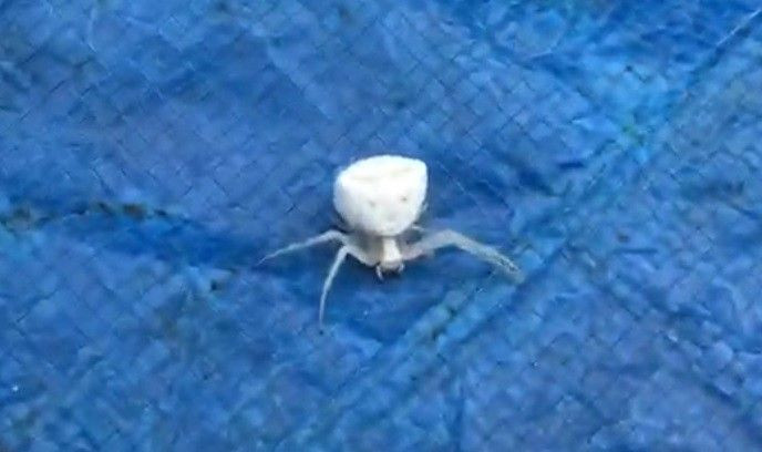 İnsan yüzlü örümcek (thomisus onustus) Türkiye’de 8. kez ortaya çıktı - Sayfa 28