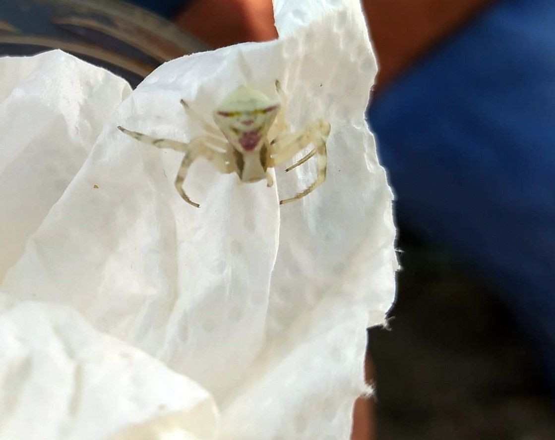 İnsan yüzlü örümcek (thomisus onustus) Türkiye’de 8. kez ortaya çıktı - Sayfa 32