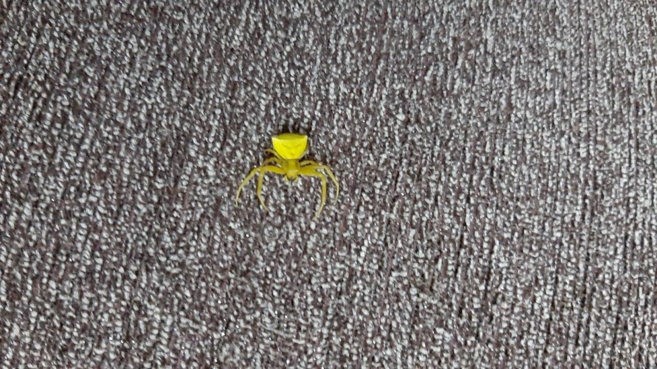 İnsan yüzlü örümcek (thomisus onustus) Türkiye’de 8. kez ortaya çıktı - Sayfa 5