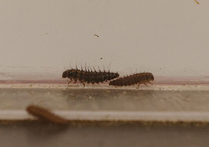 Böylesi daha önce görülmedi: Kadrolu çalışan 'böcek'! - Sayfa 8