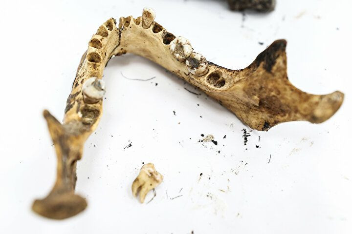 Böylesi daha önce görülmedi: Kadrolu çalışan 'böcek'! - Sayfa 10