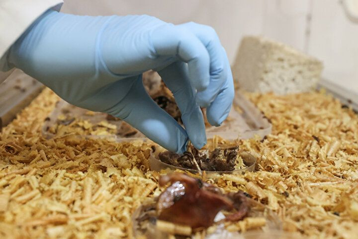 Böylesi daha önce görülmedi: Kadrolu çalışan 'böcek'! - Sayfa 12