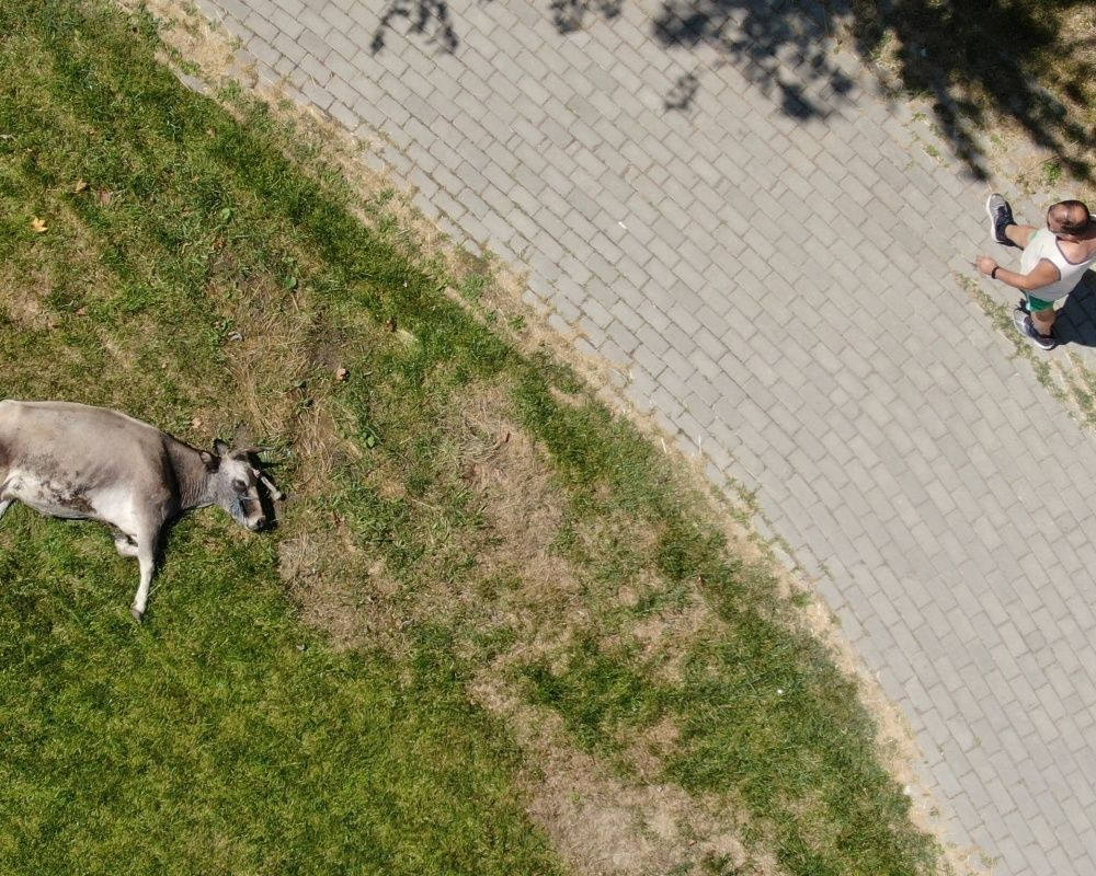 Bursa'da Türk filmlerini aratmayan olay! Danayı tesisin ortasında görenler şoke oldu - Sayfa 5