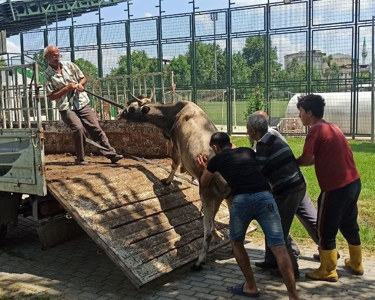 Bursa'da Türk filmlerini aratmayan olay! Danayı tesisin ortasında görenler şoke oldu - Sayfa 7